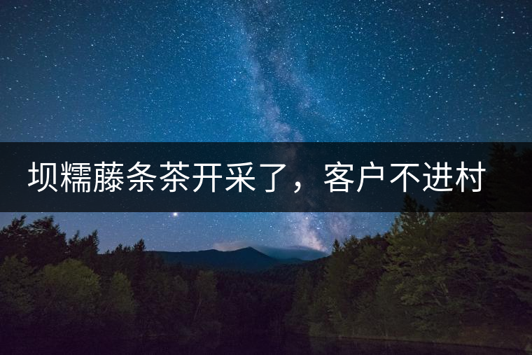 壩糯藤條茶開采了，客戶不進村，村民怎么賣茶？