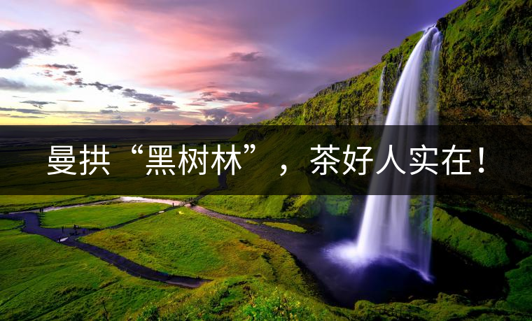 曼拱“黑樹林”，茶好人實(shí)在！