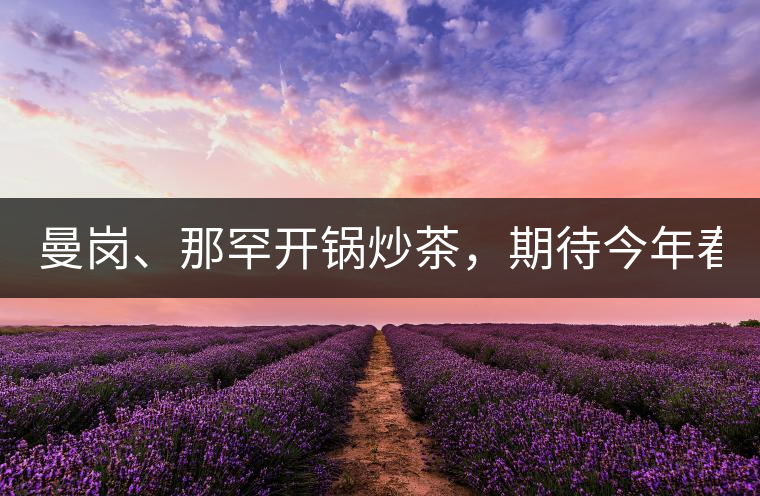 曼崗、那罕開(kāi)鍋炒茶，期待今年春茶！