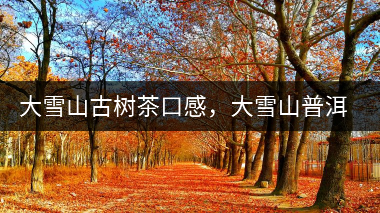 大雪山古樹茶口感，大雪山普洱茶價(jià)格