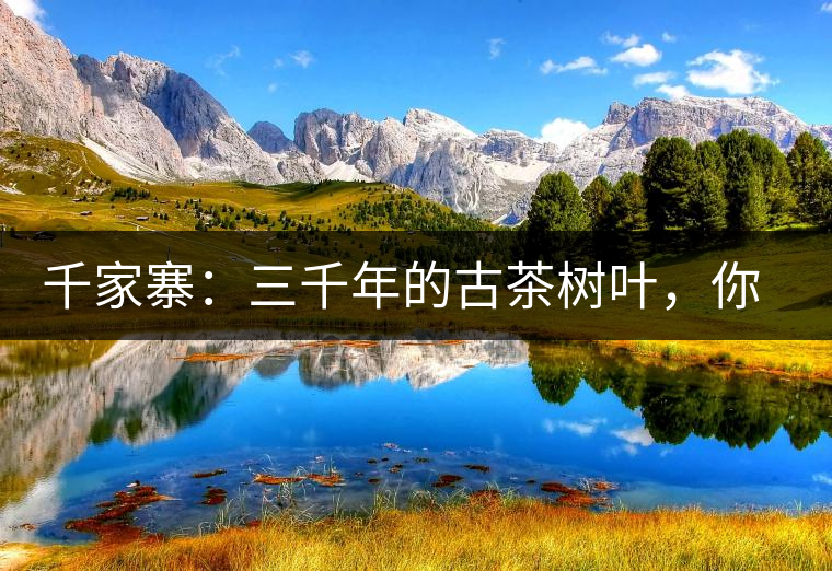 千家寨：三千年的古茶樹葉，你還有機(jī)會(huì)喝到嗎？