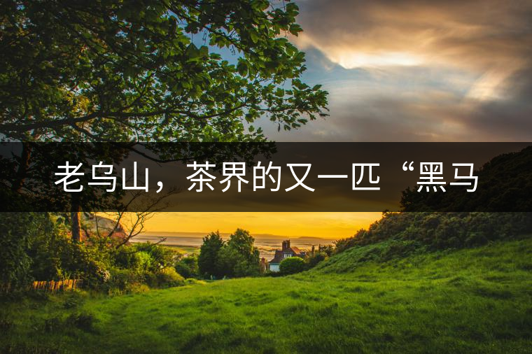 老烏山，茶界的又一匹“黑馬