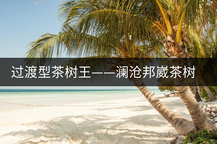 過(guò)渡型茶樹王——瀾滄邦崴茶樹王