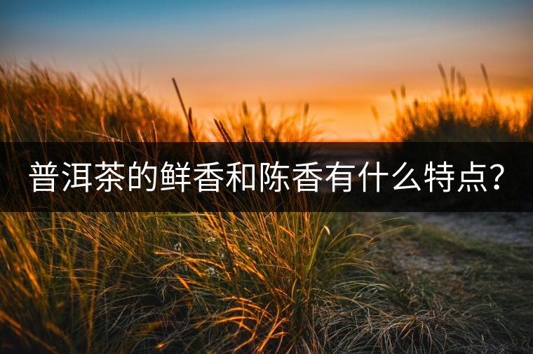 普洱茶的鮮香和陳香有什么特點？