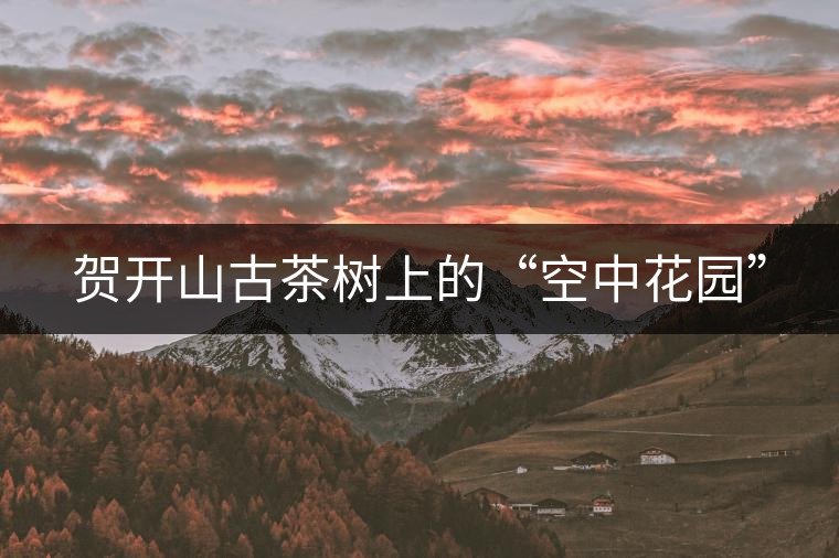 賀開山古茶樹上的“空中花園”