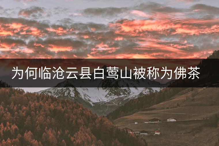 為何臨滄云縣白鶯山被稱為佛茶圣地？