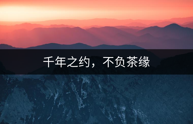 千年之約，不負(fù)茶緣