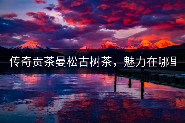 傳奇貢茶曼松古樹茶，魅力在哪里？