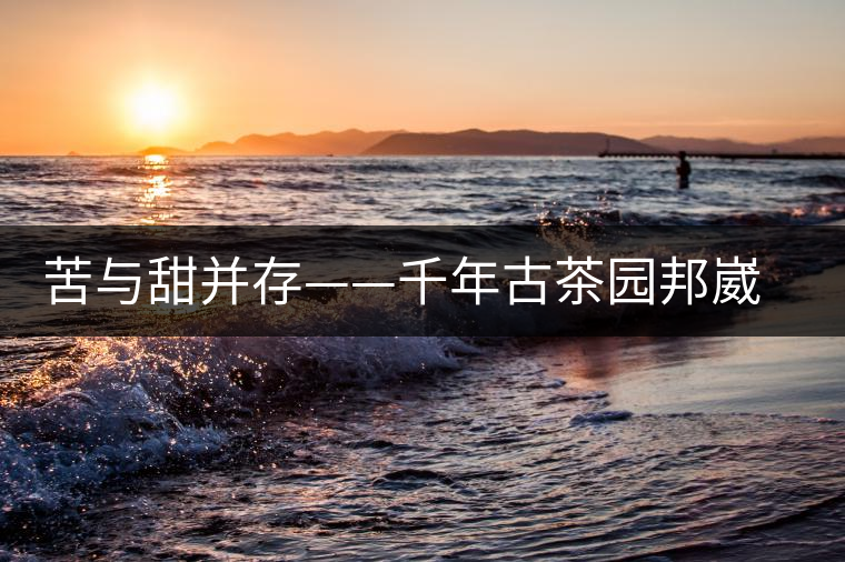 苦與甜并存——千年古茶園邦崴過(guò)渡型古茶樹