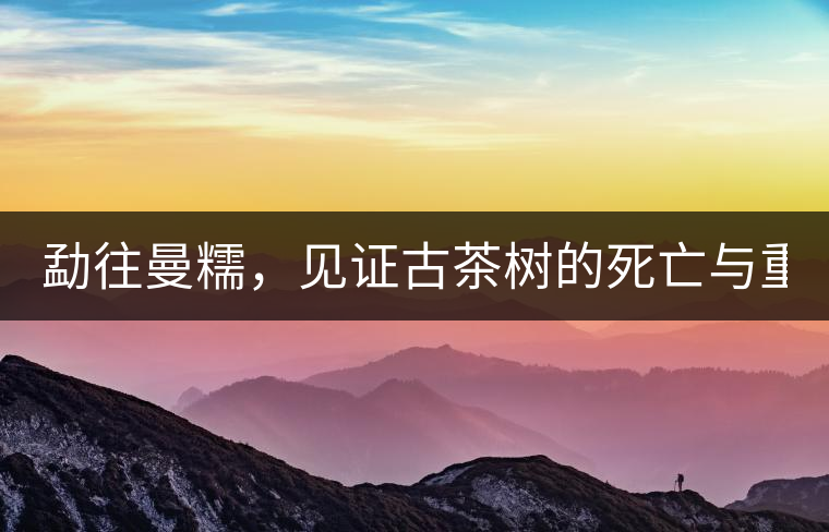 勐往曼糯，見(jiàn)證古茶樹(shù)的死亡與重生（上）
