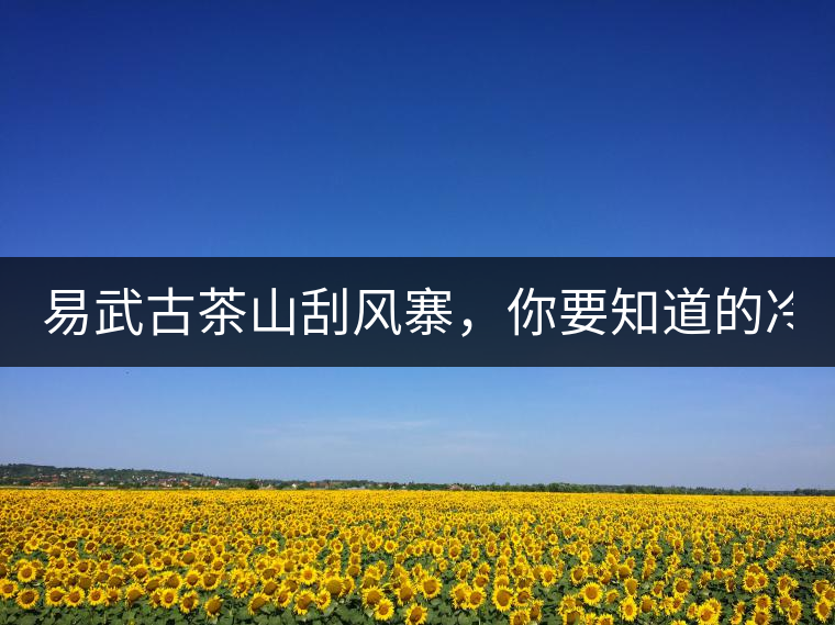 易武古茶山刮風(fēng)寨，你要知道的冷知識(shí)！