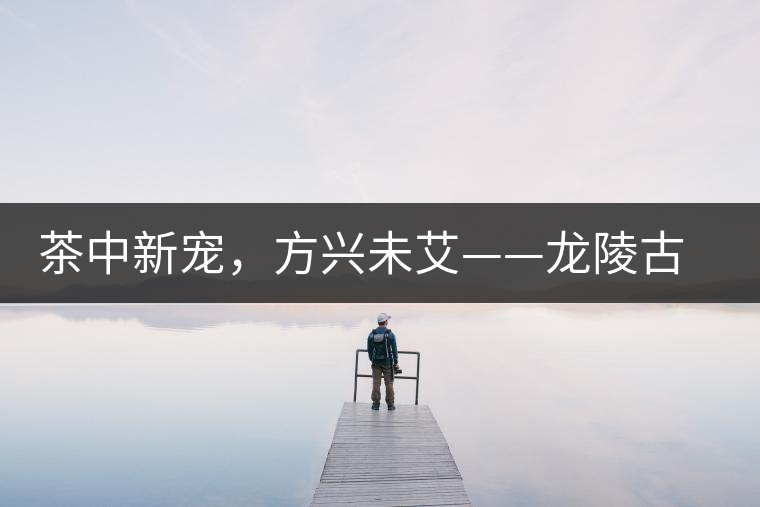 茶中新寵，方興未艾——龍陵古樹茶介紹