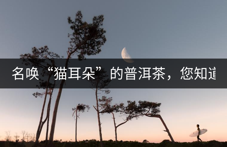 名喚“貓耳朵”的普洱茶，您知道嗎、