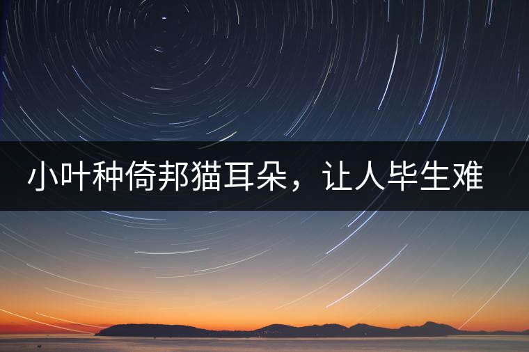 小葉種倚邦貓耳朵，讓人畢生難忘的茶香