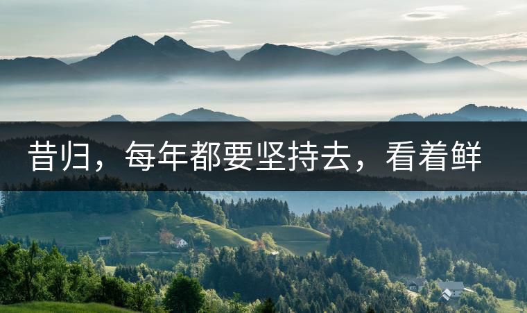 昔歸，每年都要堅持去，看著鮮葉都是香甜的