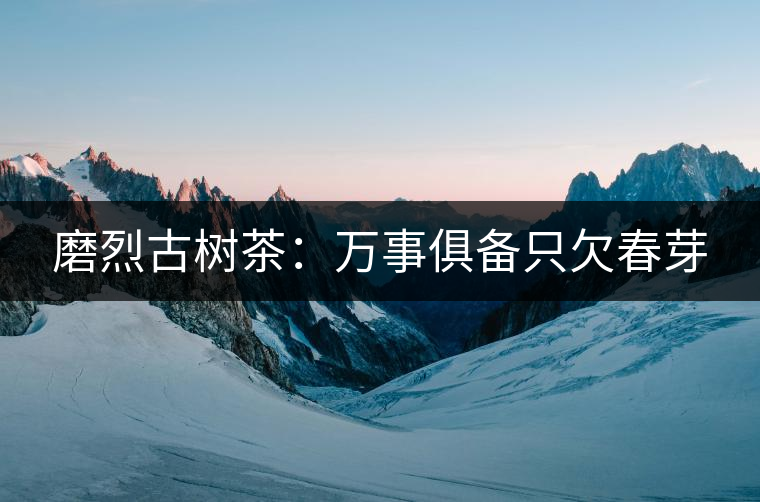 磨烈古樹茶：萬事俱備只欠春芽