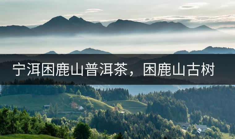 寧洱困鹿山普洱茶，困鹿山古樹茶口感特點(diǎn)