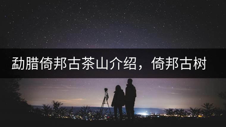 勐臘倚邦古茶山介紹，倚邦古樹(shù)茶口感特點(diǎn)