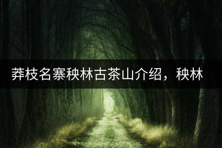 莽枝名寨秧林古茶山介紹，秧林古樹(shù)茶口感特點(diǎn)