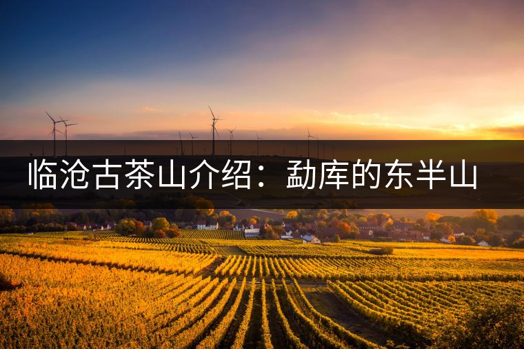 臨滄古茶山介紹：勐庫的東半山與西半山