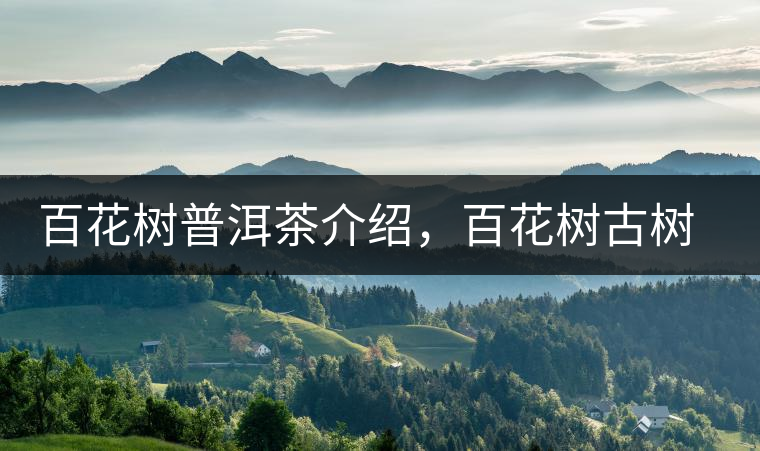 百花樹(shù)普洱茶介紹，百花樹(shù)古樹(shù)茶口感特點(diǎn)