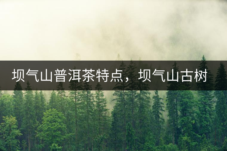 壩氣山普洱茶特點，壩氣山古樹茶介紹