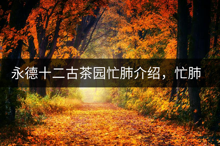 永德十二古茶園忙肺介紹，忙肺茶特點(diǎn)