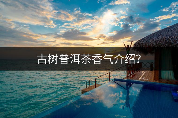 古樹普洱茶香氣介紹？