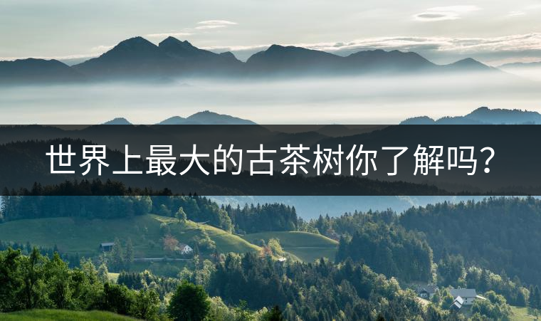 世界上最大的古茶樹(shù)你了解嗎？