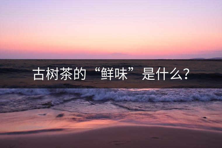 古樹茶的“鮮味”是什么？