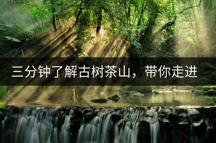 三分鐘了解古樹茶山，帶你走進易武大漆樹古樹茶