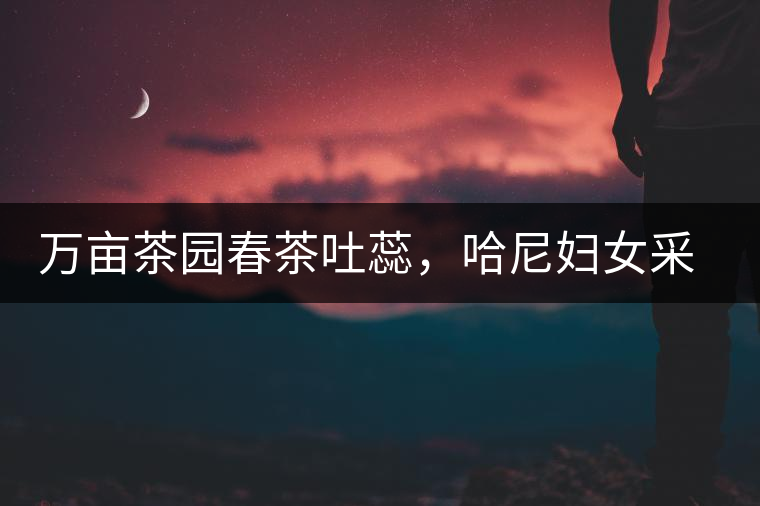 萬畝茶園春茶吐蕊，哈尼婦女采茶忙