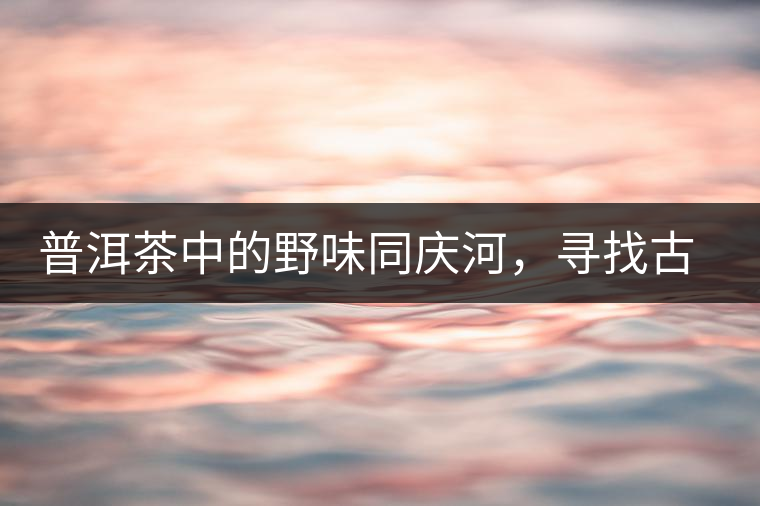 普洱茶中的野味同慶河，尋找古樹茶山新寵的蹤跡