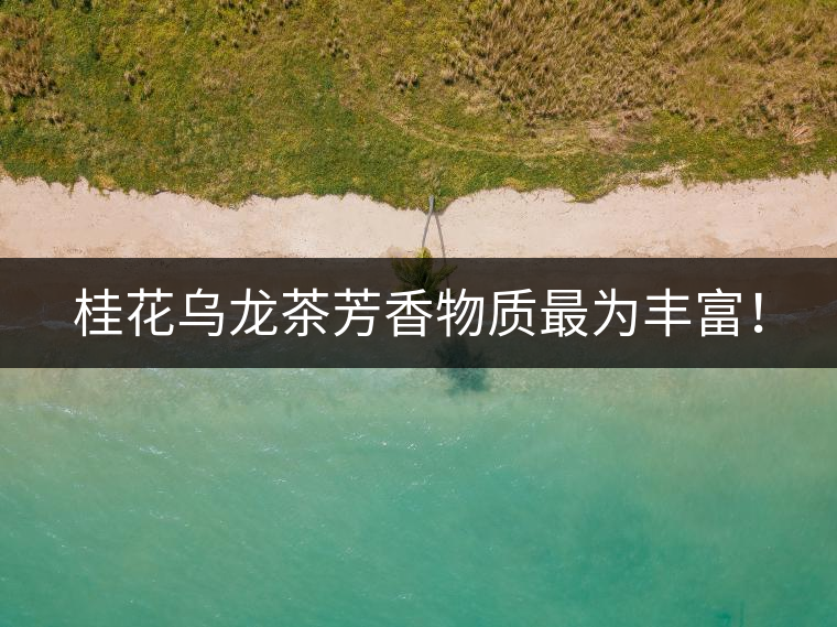 桂花烏龍茶芳香物質(zhì)最為豐富！