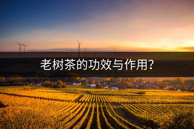 老樹茶的功效與作用？