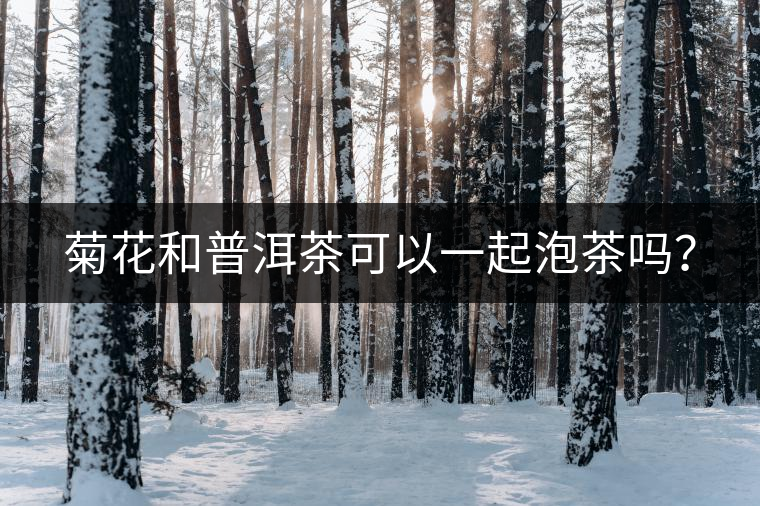 菊花和普洱茶可以一起泡茶嗎？