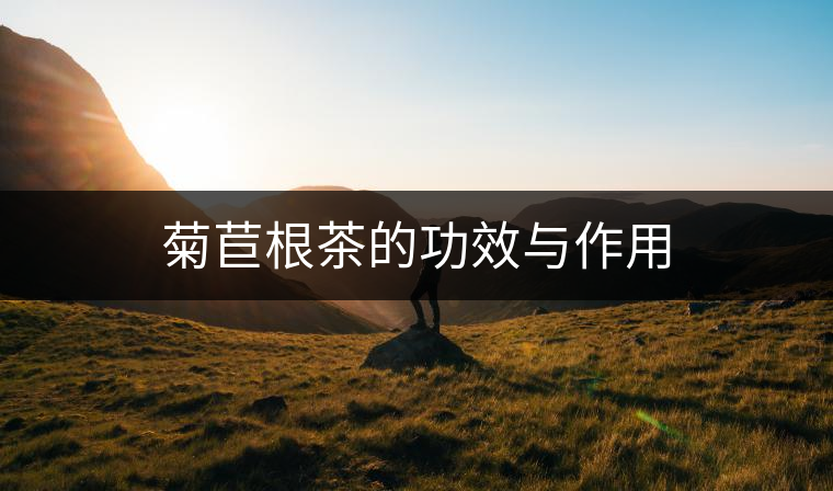 菊苣根茶的功效與作用