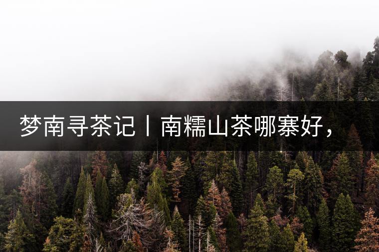 夢南尋茶記丨南糯山茶哪寨好，半坡老寨數(shù)第一