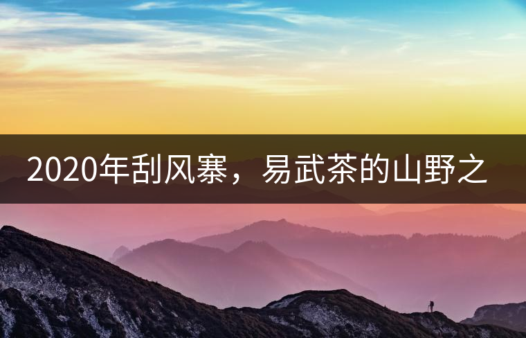 2020年刮風(fēng)寨，易武茶的山野之王-易武中聘號