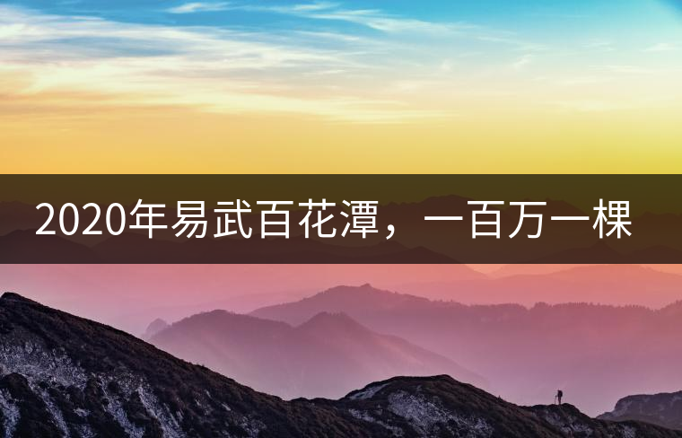 2020年易武百花潭，一百萬(wàn)一棵樹(shù)-易武中聘號(hào)