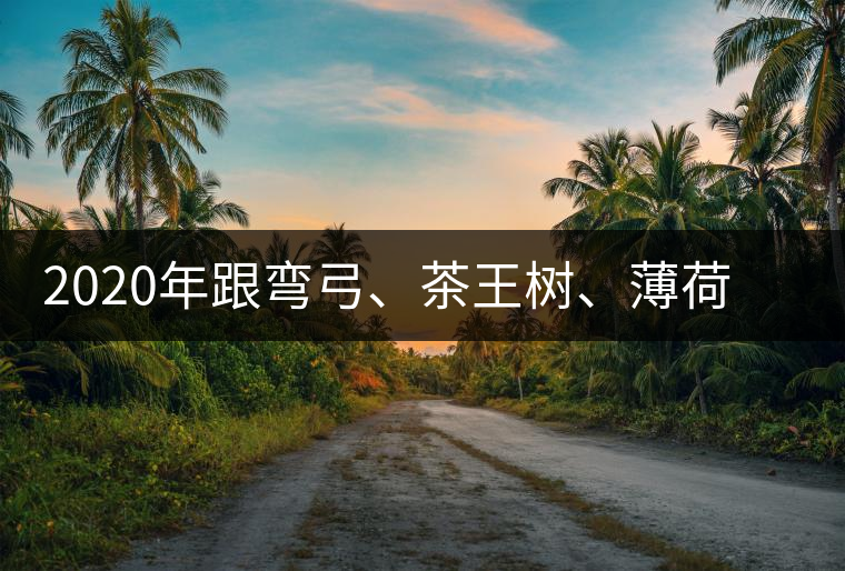 2020年跟彎弓、茶王樹、薄荷塘屬于同一山脈的神秘山頭-易武中聘號