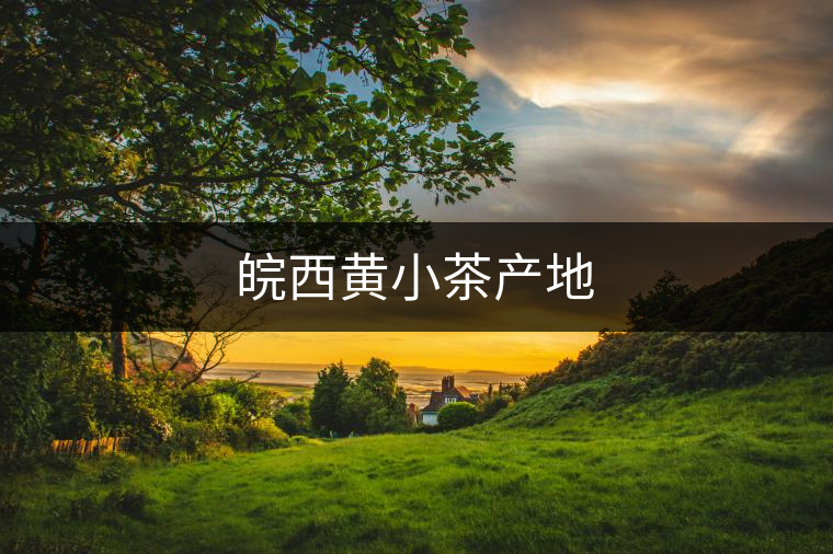 皖西黃小茶產(chǎn)地