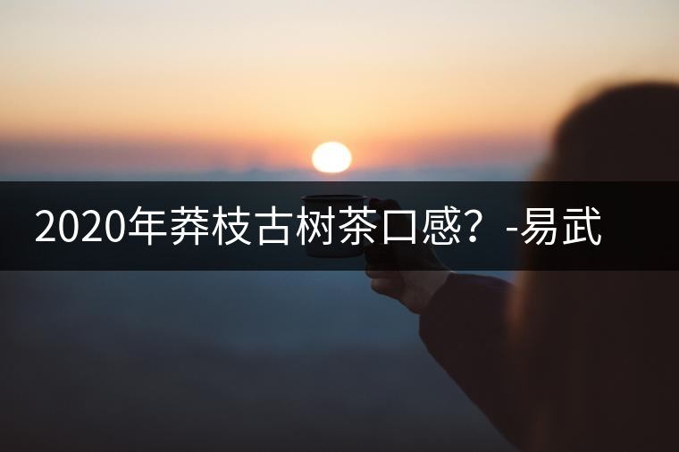 2020年莽枝古樹(shù)茶口感？-易武中聘號(hào)