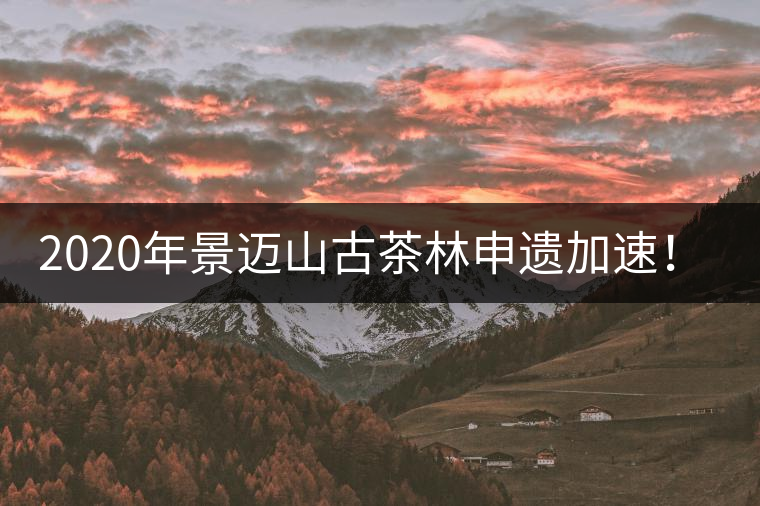 2020年景邁山古茶林申遺加速！古樹茶每年禁采3個月-易武中聘號