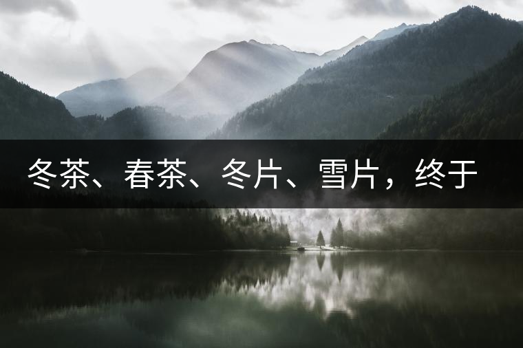 冬茶、春茶、冬片、雪片，終于分清楚了