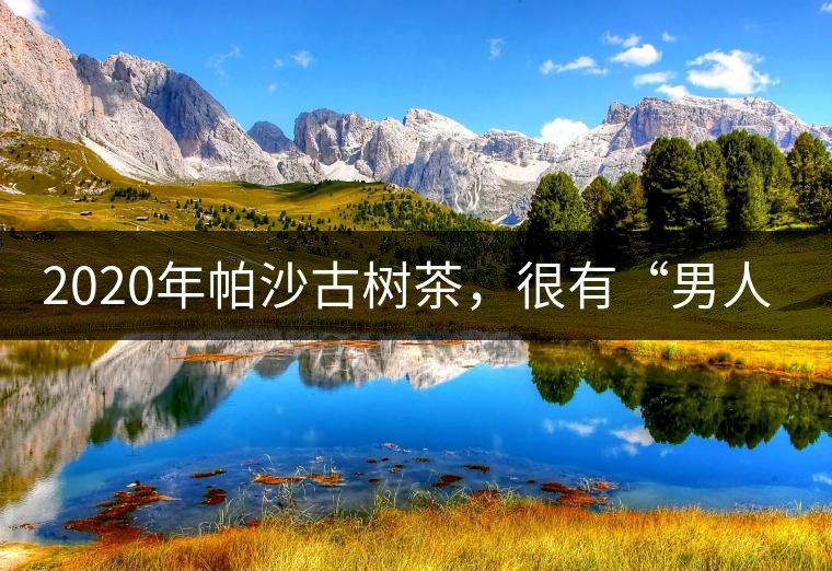 2020年帕沙古樹茶，很有“男人味”-易武中聘號