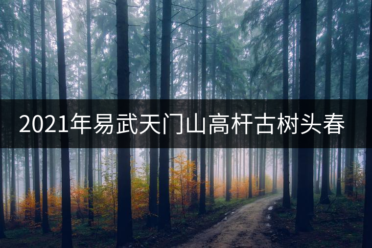 2021年易武天門山高桿古樹頭春多少錢一公斤？