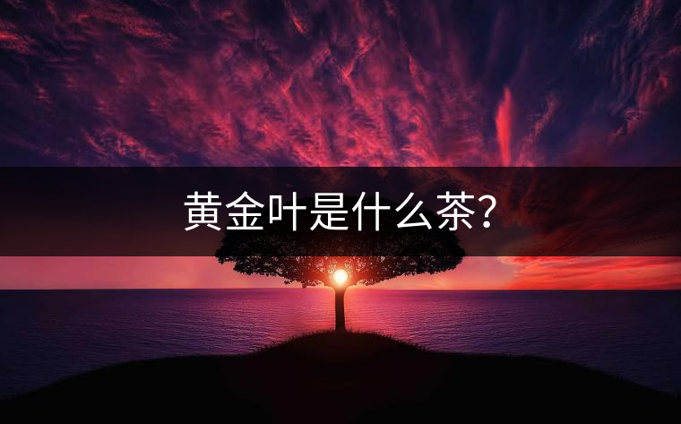 黃金葉是什么茶？