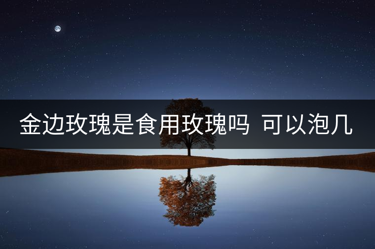 金邊玫瑰是食用玫瑰嗎  可以泡幾次