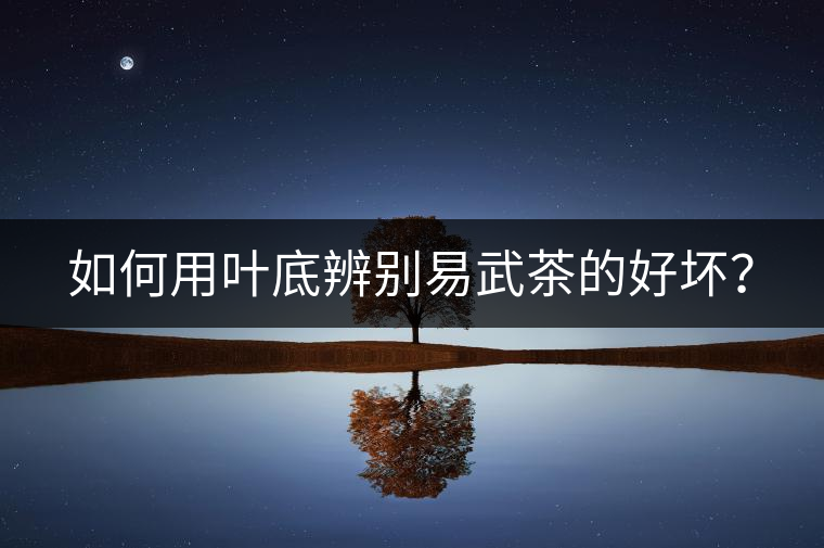 如何用葉底辨別易武茶的好壞？